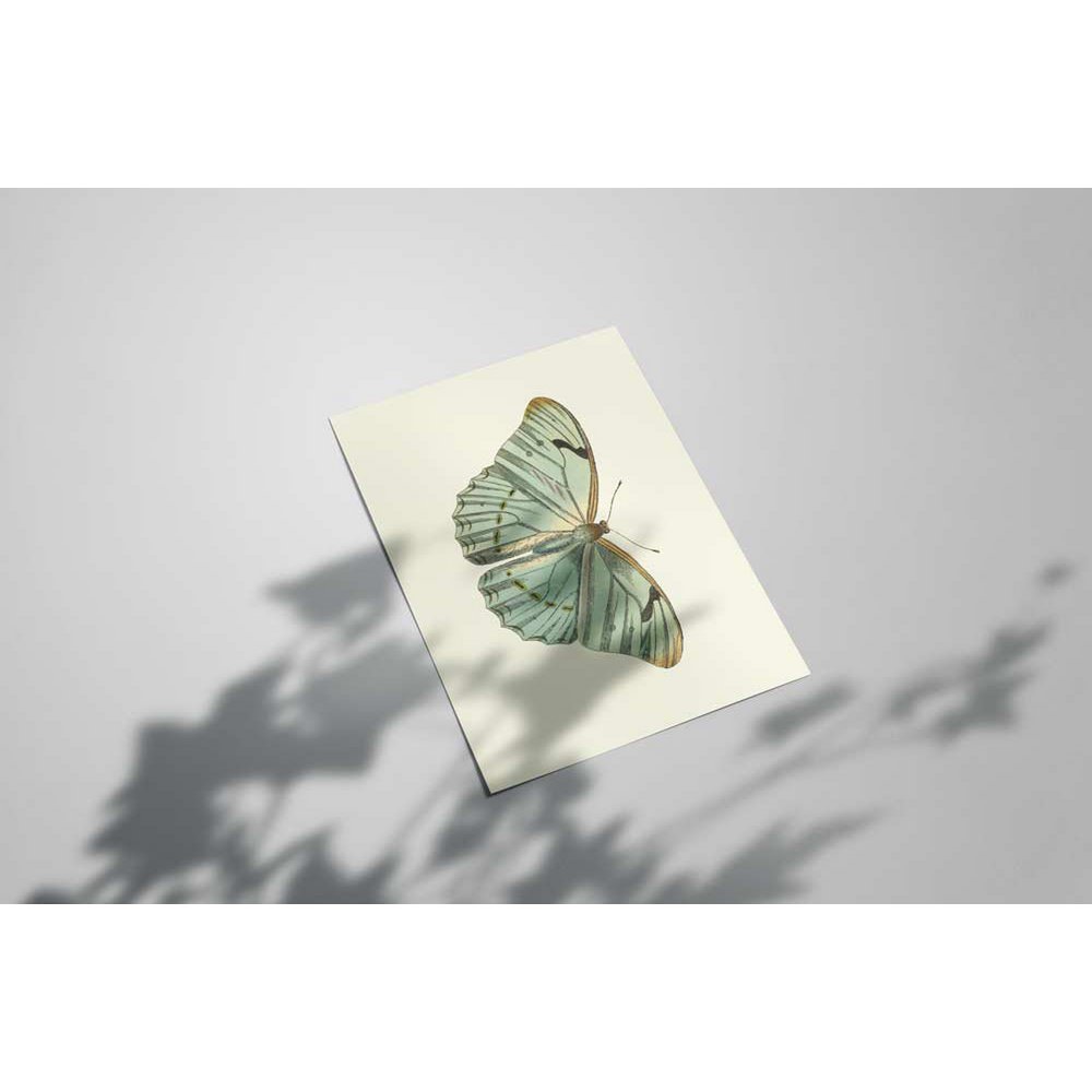 Mariposa