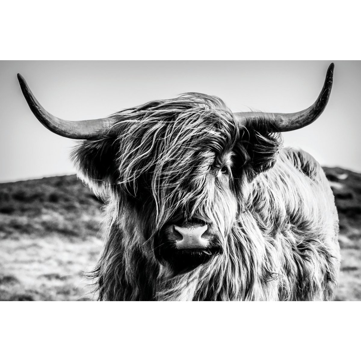 Wandfoto HOCHLANDRIND 60x90 cm canvas foto op spieraam decoratie modern