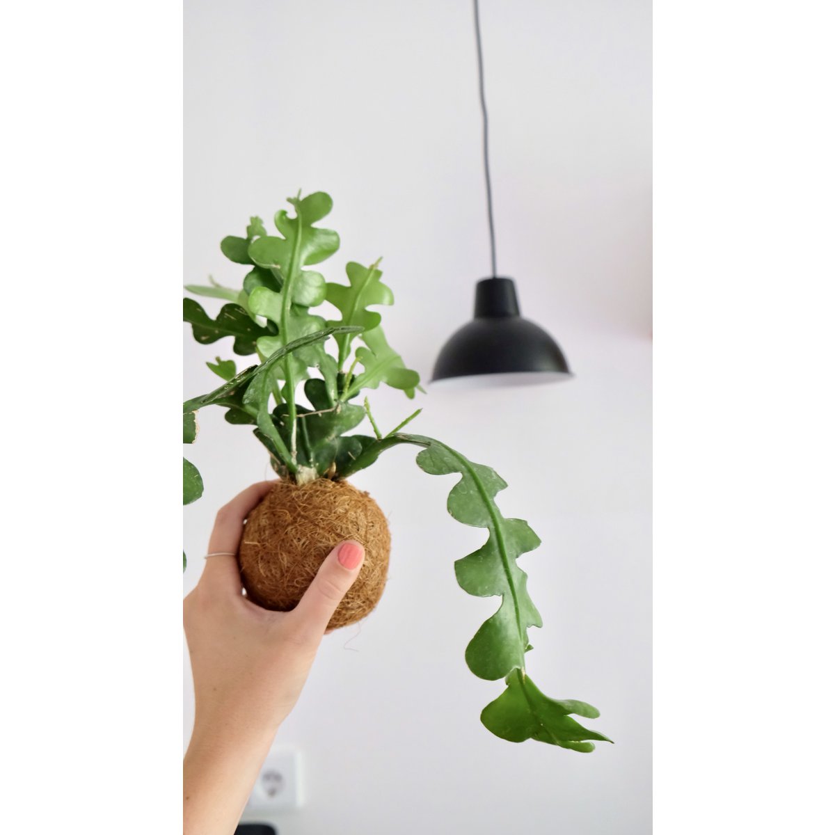 Kokedami hangplant