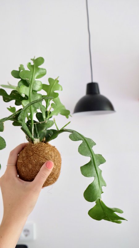 Plante suspendue Kokedami