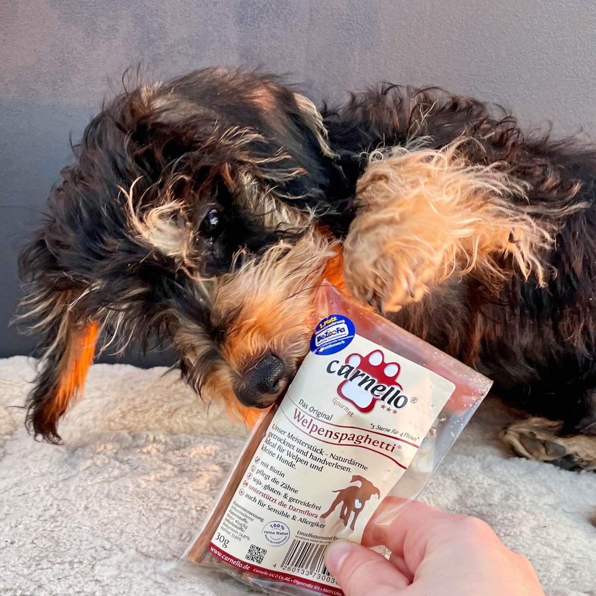 Dog snack puppy spaghetti 30g x 40