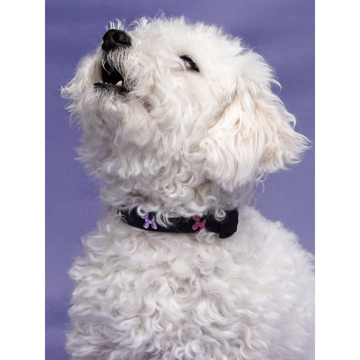 Ballon dog dog collar trailer