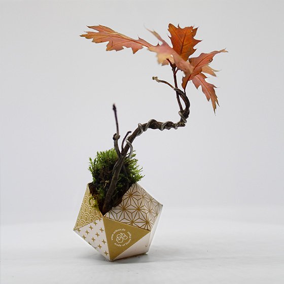 Kit Urban Jungle - Colección japonesa