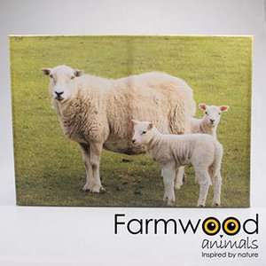 OUTDOOR PAINTING SHEEP 50X70 CM