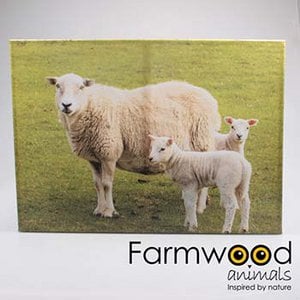 OUTDOOR PAINTING SHEEP 50X70 CM