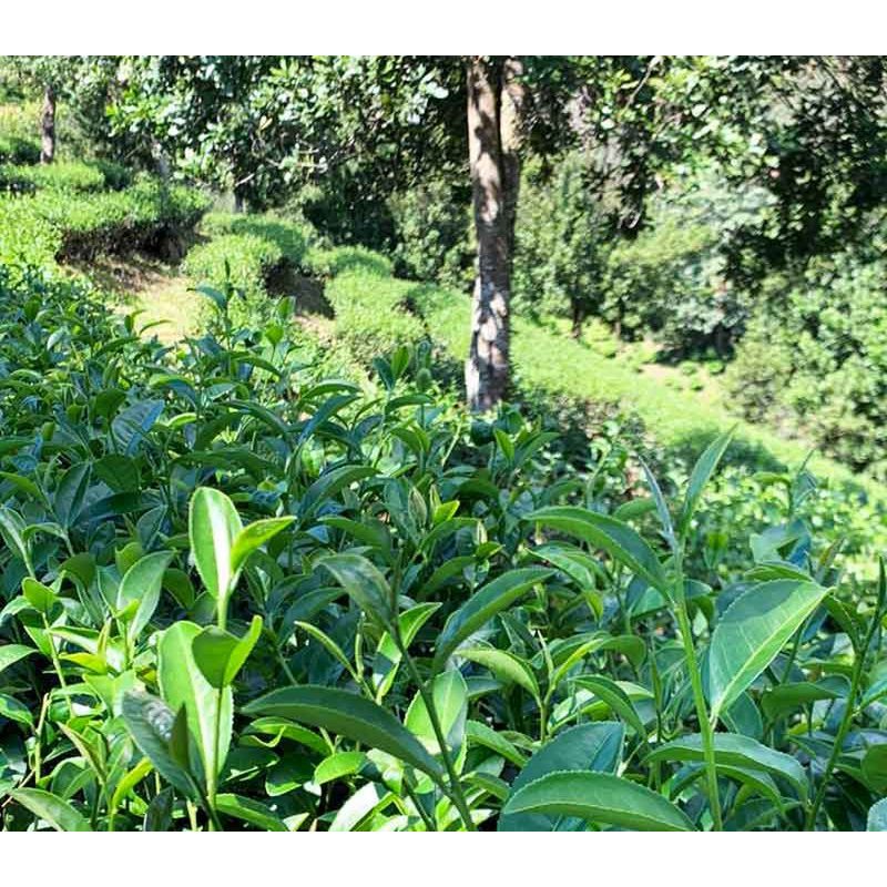 Oolong di alta montagna n. 12 - tè sfuso premium