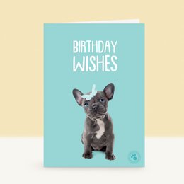 A birthday card featuring a French Bulldog puppy with the text "Birthday Wishes" on a teal background.