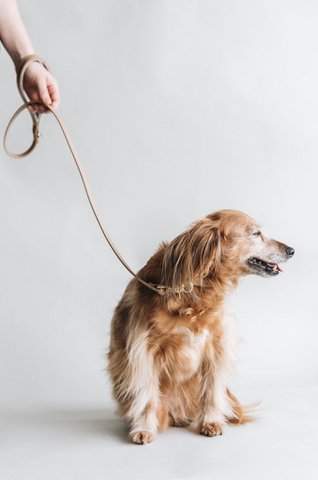 SHORT LEATHER LEASH. HITCH