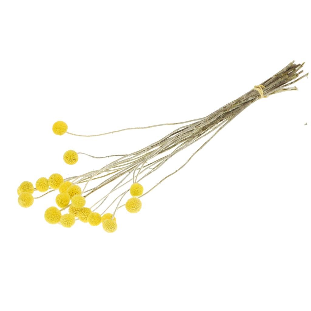 Craspedia, 10 pieces / bundle, 50cm, natural yellow