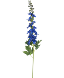  Tall blue delphinium flower with green leaves, approximately 79 cm in height.