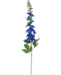 Tall blue delphinium flower with green leaves, approximately 79 cm in height.