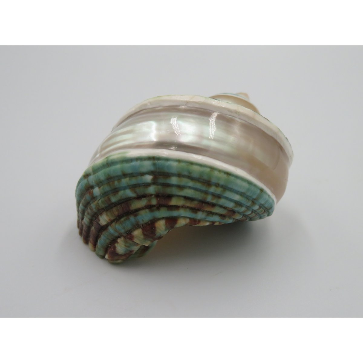 Natural shell - Talembu Poleng Green