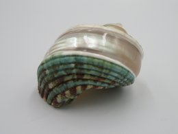 Natural shell - Talembu Poleng Green