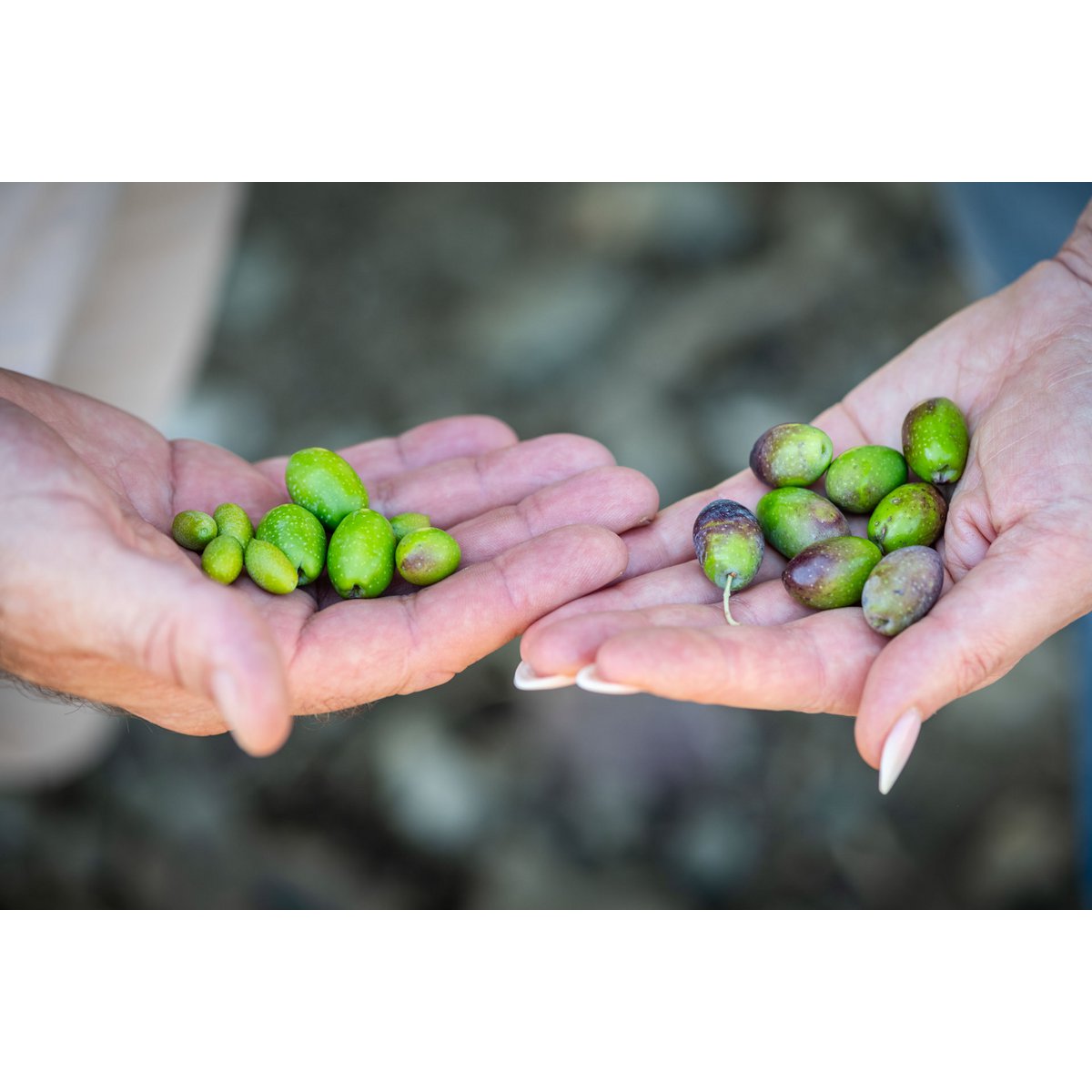 MITERA EVOO MASTOIDIS 500 ml
