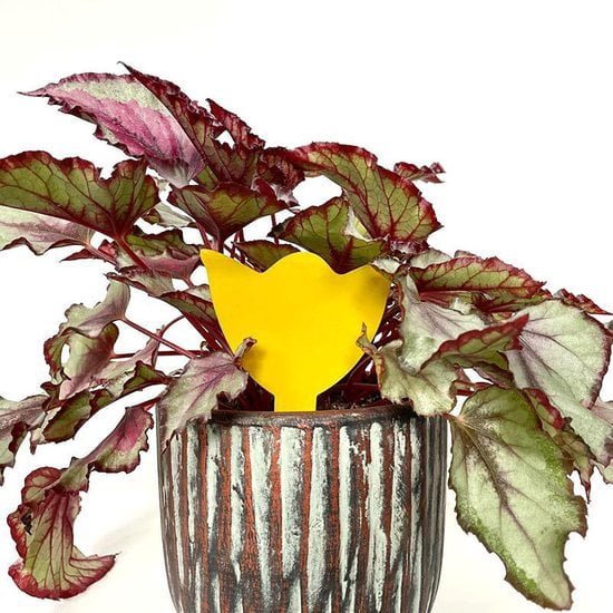 Vangkaarten voor insecten - Set 12 stuks