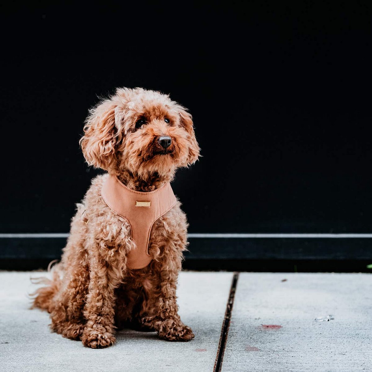 Arnés suave para perros Camel