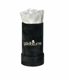 Velvet Black Collection