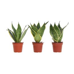 Green Sansevieria plants with golden edges in terracotta pots.