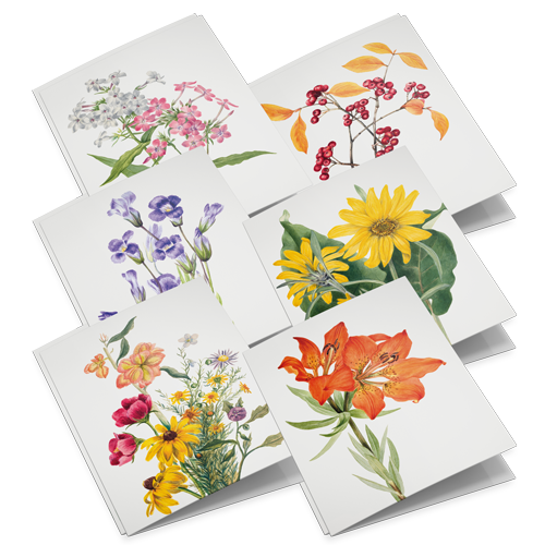 Lykønskningskortsæt Vilde blomster