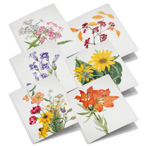 Lykønskningskortsæt Vilde blomster