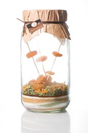 Preparation for arranged rum "Apricot Tea" 3 L