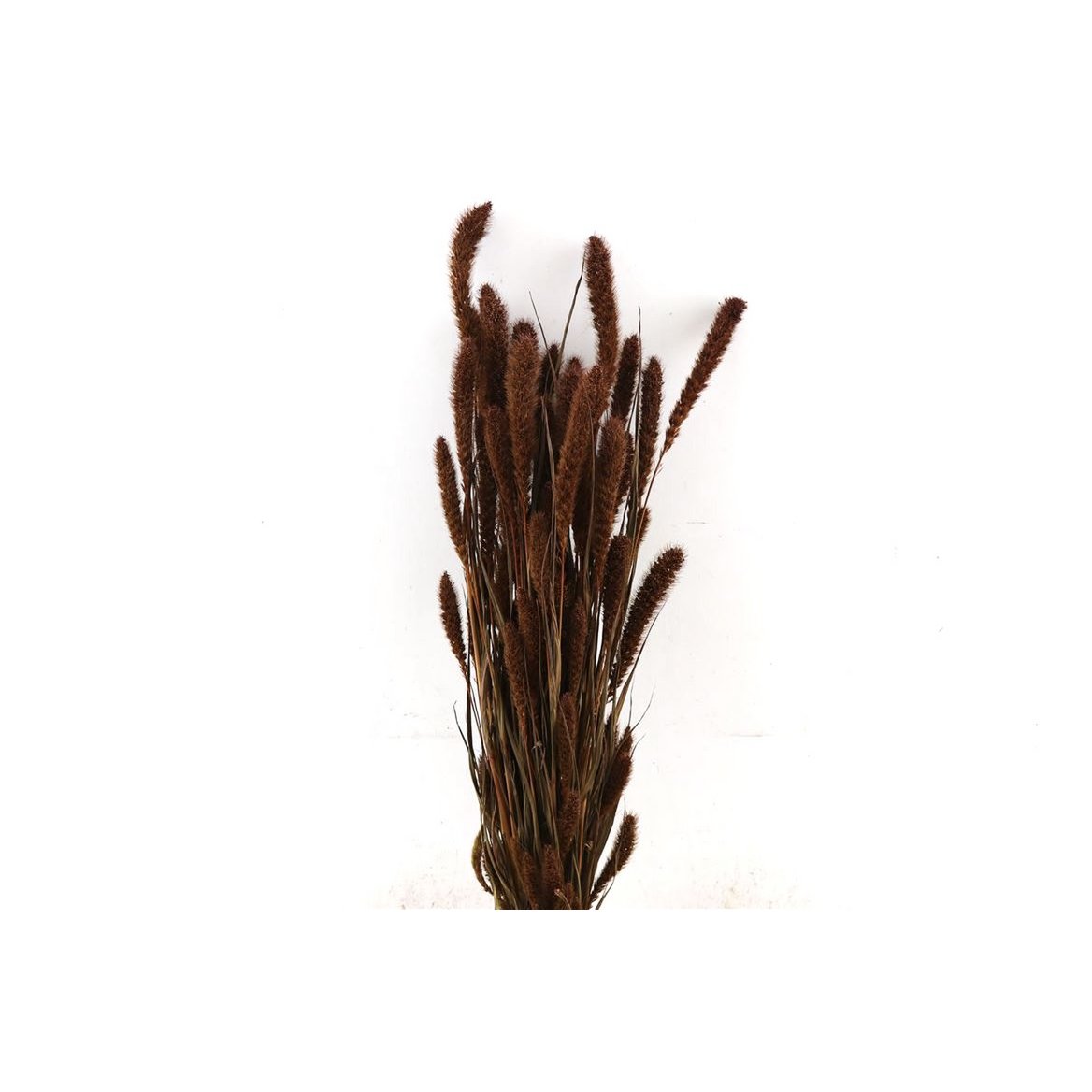 Fleurs séchées - Setaria - 70 cm