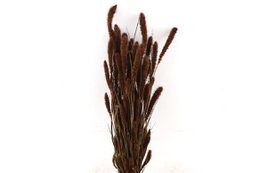 Fleurs séchées - Setaria - 70 cm
