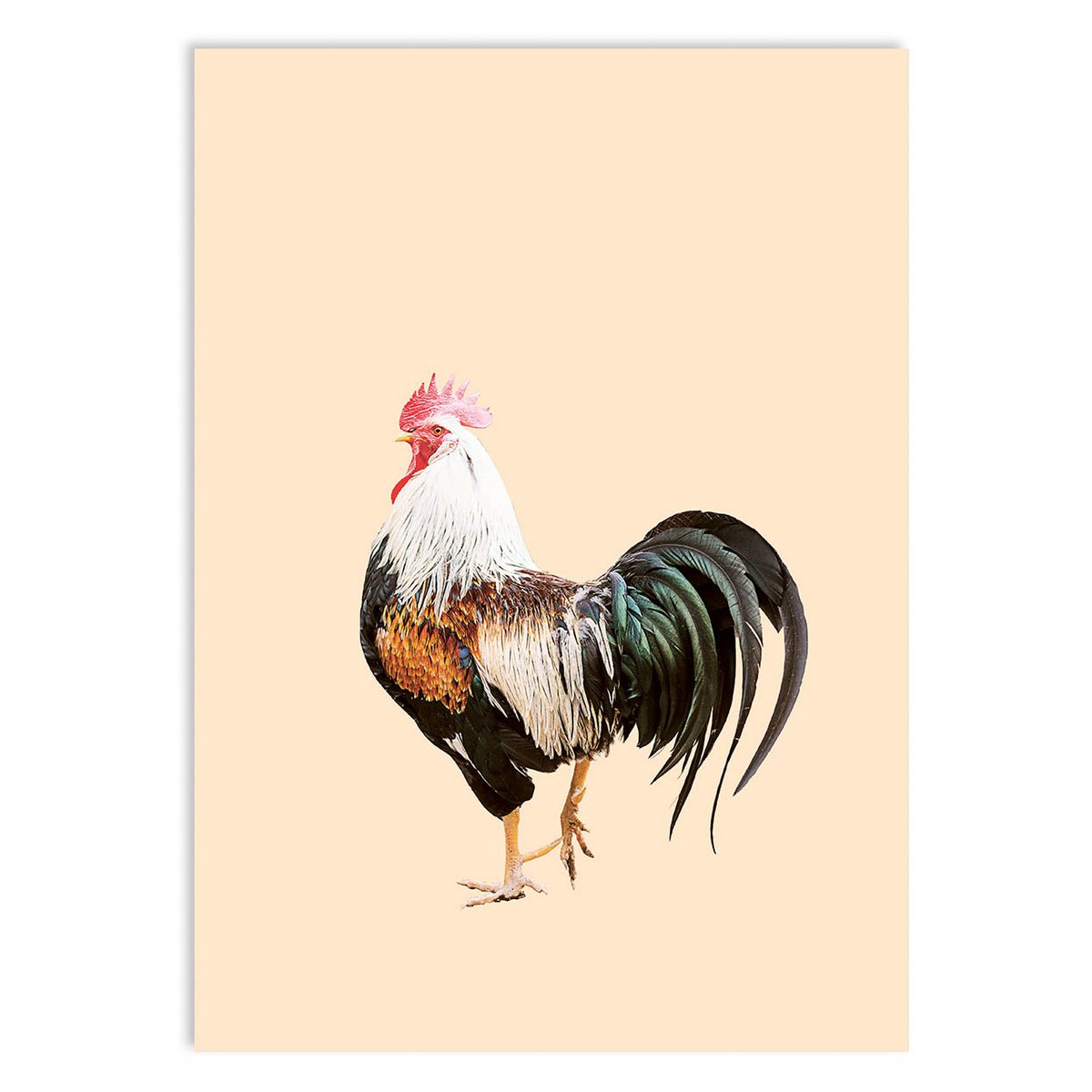 Miniprint A5 Bob