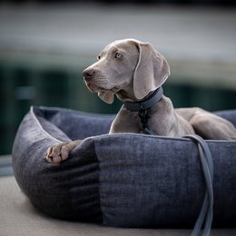 GLAM CLASSIC HUNDEBETT