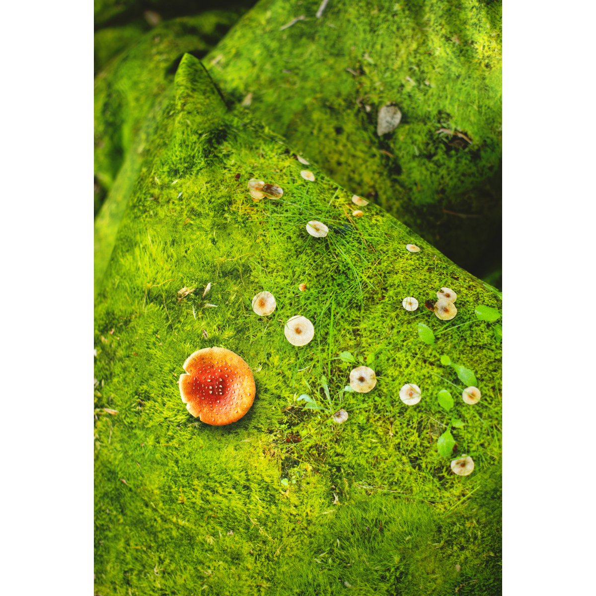 MOSS - Kissen gefüllt mit Buchweizenschalen - 50x30 cm