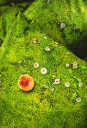 MOSS - cuscino imbottito con buccia di grano saraceno - 50x30 cm