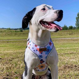 Spring Classic Harness