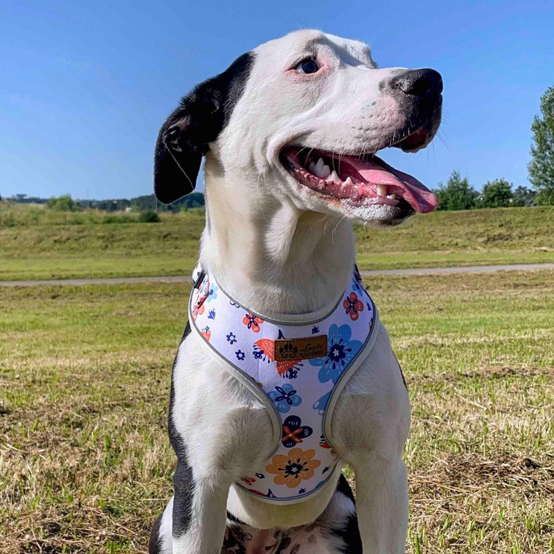 Spring Classic Harness