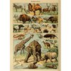 Poster Vintage Mammals - Millot
