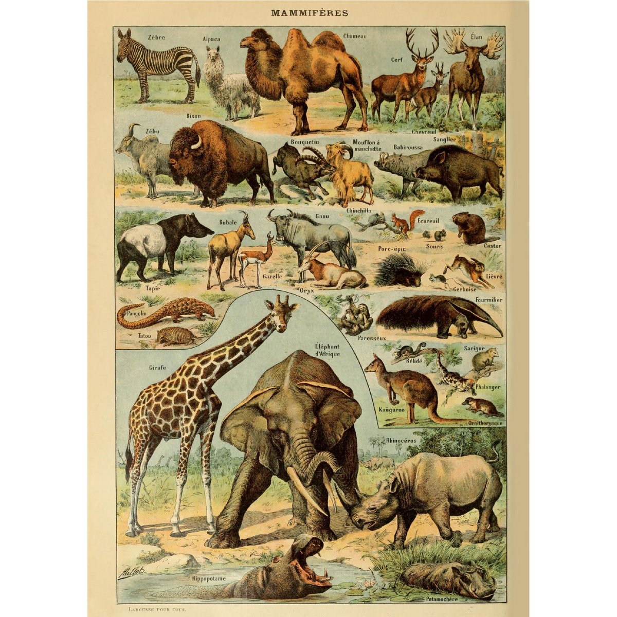 Poster Vintage Mammals - Millot