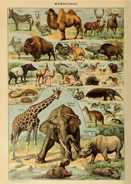 Poster Vintage Mammals - Millot