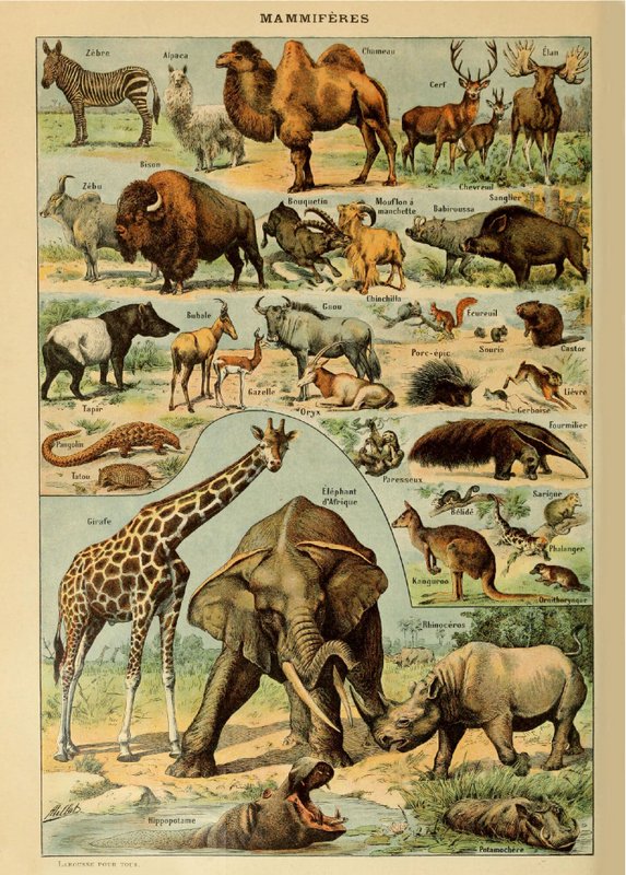 Poster Vintage Mammals - Millot