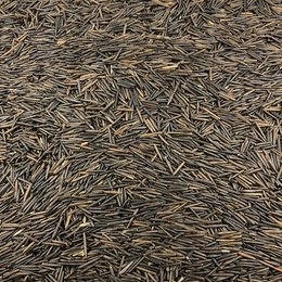Organic Wild Rice in Bulk