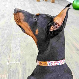 Collier pour chien Pétales