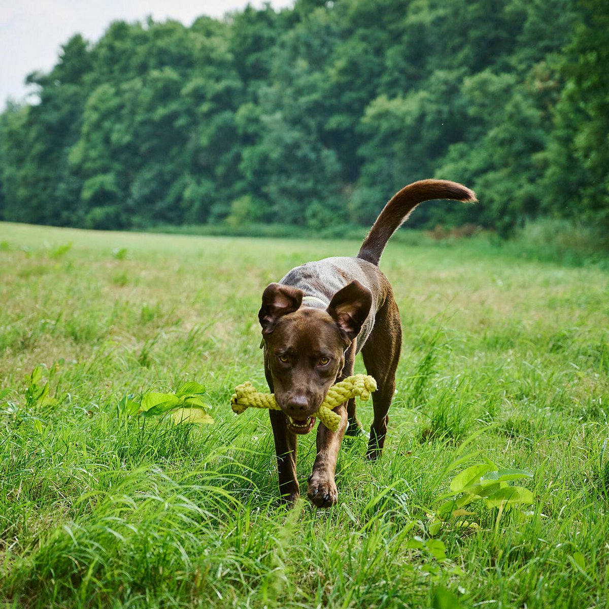 Gretchen Giraffe - giocattolo cult per cani