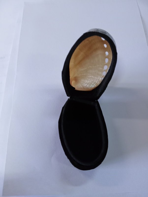 Ringbox Abalone Pillbox Denti Box