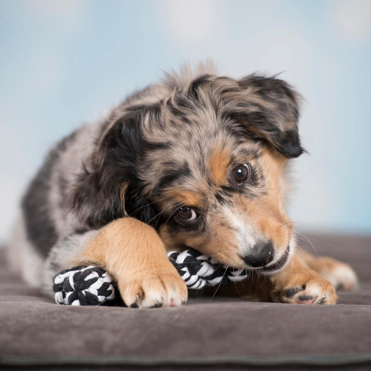 Bonnie Bone - giocattolo cult per cani
