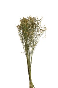 J-Line Bundle Flax Flower Dried Flax Yellow