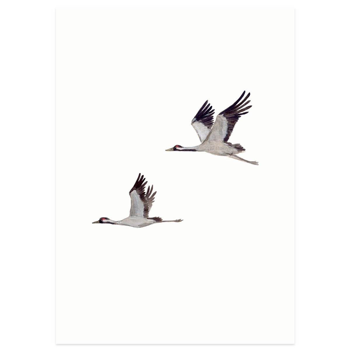 postcard | Cranes flying
