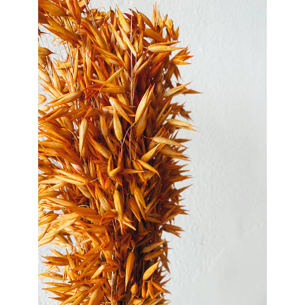 Avena-Orangen-Trockenblumen