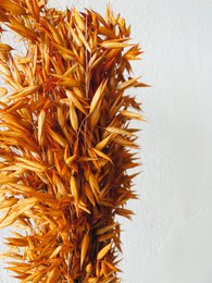 Avena-Orangen-Trockenblumen