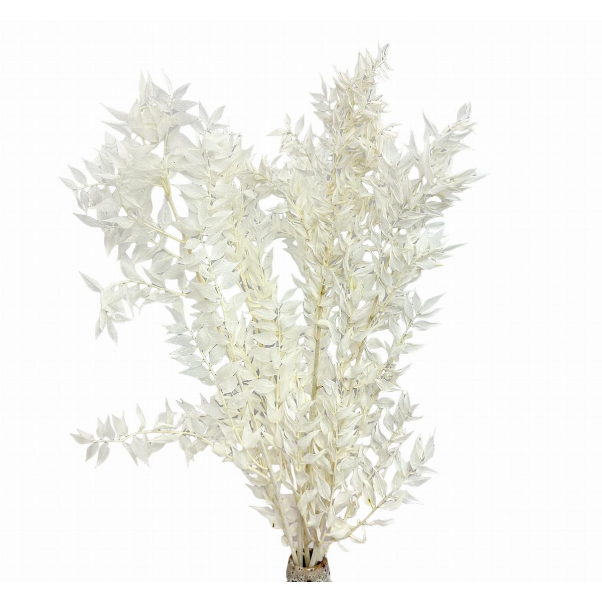 Ruscus Blanqueado 5 tallos