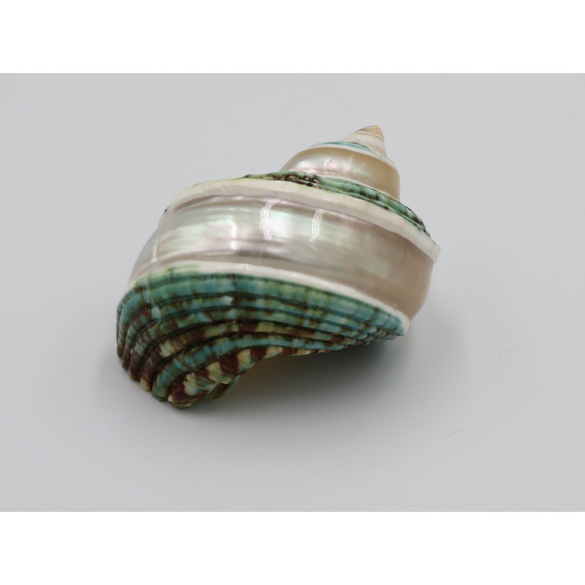 Natural shell - Talembu Poleng Green