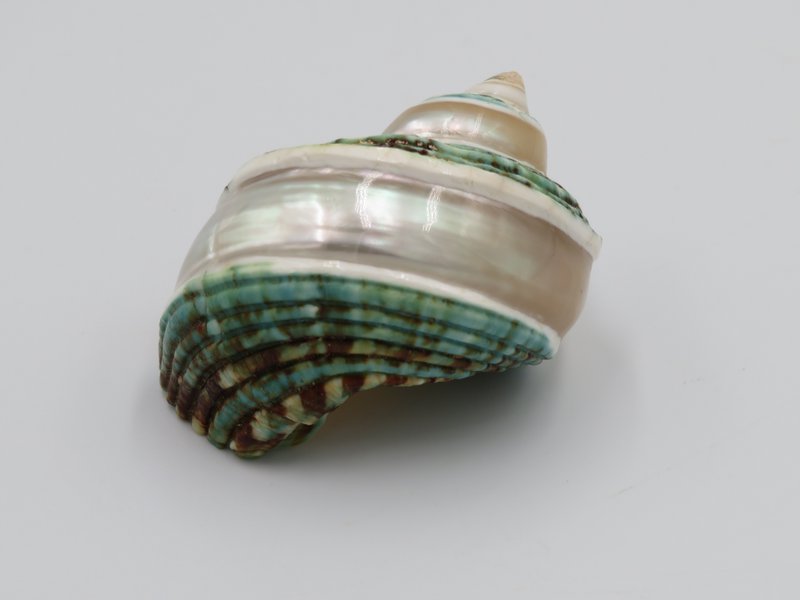 Natural shell - Talembu Poleng Green