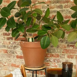 Olla - Green e Green Striped